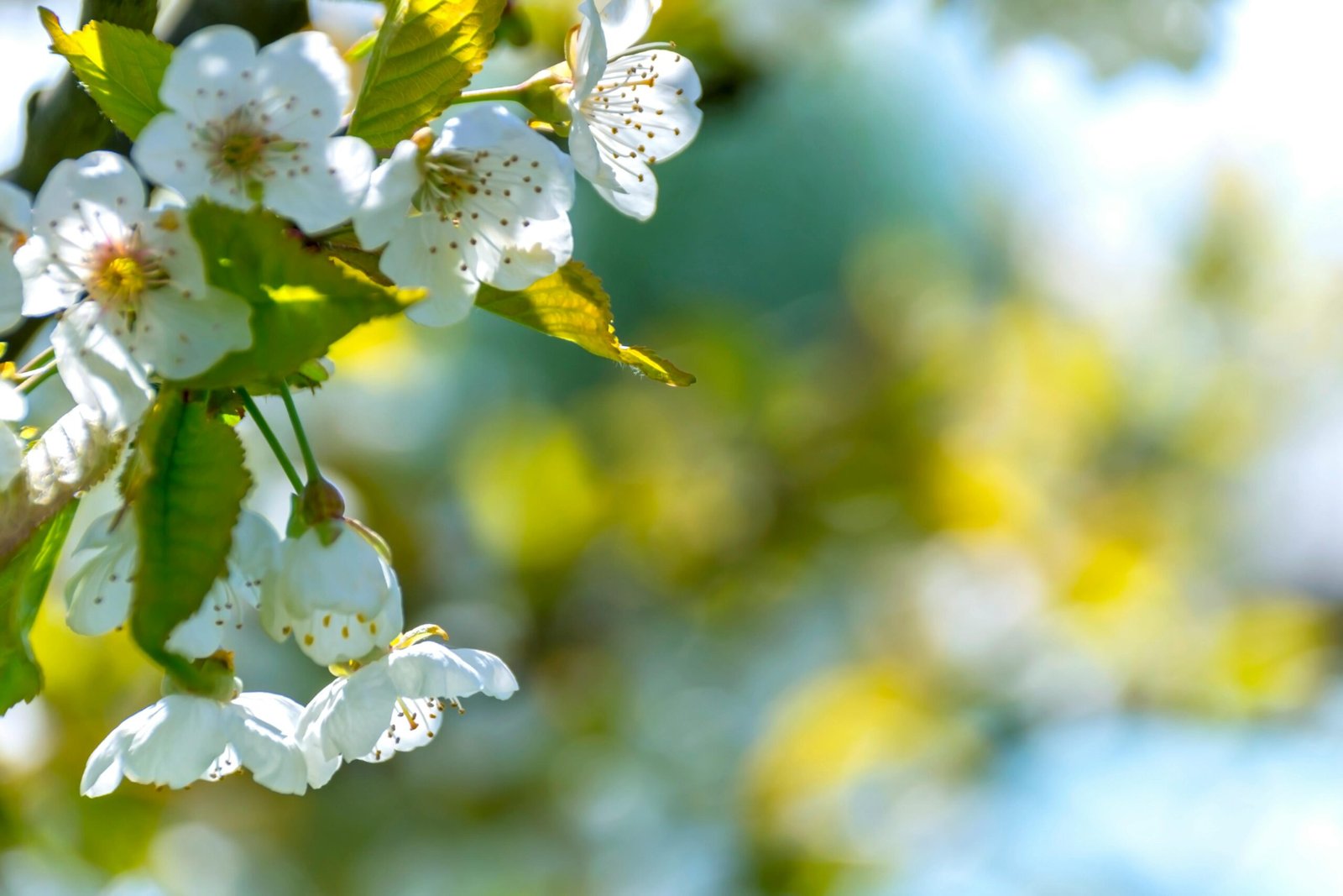 Close-up of white cherry blossoms blooming in a sunny garden setting with vibrant colors.